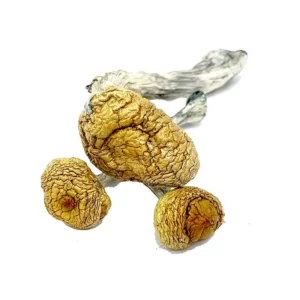 Buy Mazatapec Mushrooms