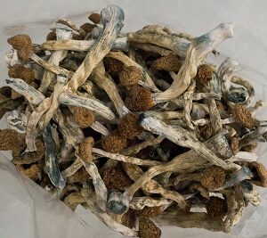 Psilocybe Azurescens