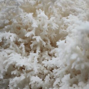 Snowflake / Coral Tooth Mushrooms
