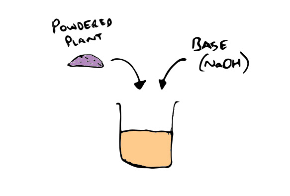 Where to get DMT-containing plants