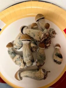 Buy mushrooms online