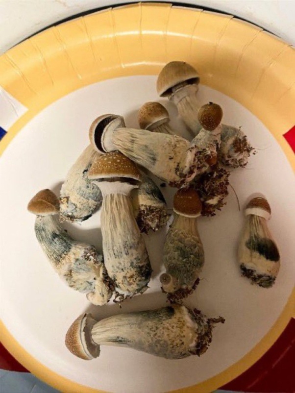 Buy mushrooms online